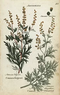 Hamilton Gallery: Mugwort, Artemisia vulgaris, and wormwood