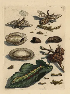 Mulberry leaf and silkworm, Bombyx mori Mulberry leaf and silkworm, Bombyx mori
