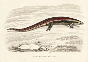 Muller's skink, Sphenomorphus muelleri Muller's skink, Sphenomorphus muelleri