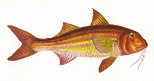 Mullus surmuletus, or Striped Red Mullet Mullus surmuletus, or Striped Red Mullet