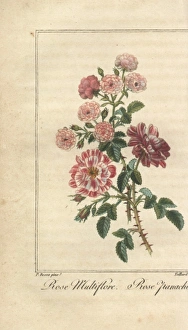 Multiflora rose, Rosa multiflora, and Rose panachee Multiflora rose, Rosa multiflora, and Rose panachee