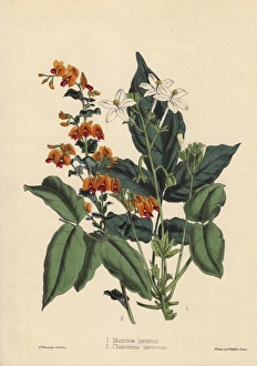 Munronia javanica and Chorozema nervosum Munronia javanica and Chorozema nervosum