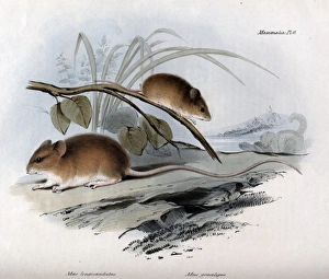 Mus longicaudatus - Two species of mice from South America Mus longicaudatus - Two species of mice from South America
