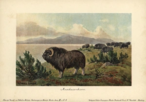 Musk ox, Ovibos moschatus, Moschusochsen Musk ox, Ovibos moschatus, Moschusochsen