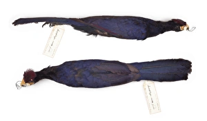 Musophaga rossae, Rosss turaco, female Musophaga rossae, Rosss turaco, female