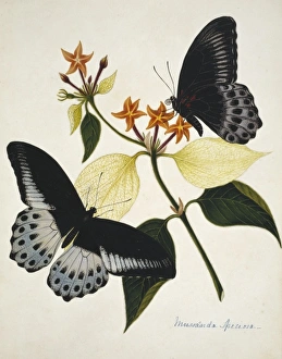 <b class=qtipBold><figcaption>Mussaenda speciosa</figcaption></b><br>Plate 66 by Margaret Bushby Lascelles Cockburn (1829-1928). Date:<br><em>© Mary Evans / Natural History Museum</em> Mussaenda speciosa
