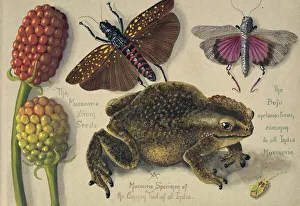 A Mussoorie Specimen of the common Toad of all India A Mussoorie Specimen of the common Toad of all India