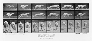Muybridge - Dog Gallop 1