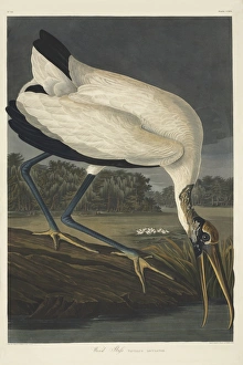 Mycteria americana, wood stork Mycteria americana, wood stork