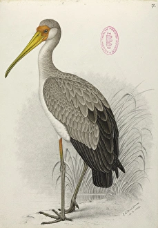 Ciconiiformes Gallery: Mycteria ibis, Yellow-billed stork