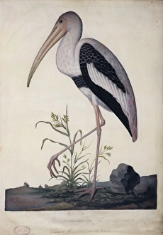 Mycteria leucocephala, painted stork Mycteria leucocephala, painted stork