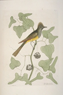 Myiarchus crinitus, great crested flycatcher Myiarchus crinitus, great crested flycatcher