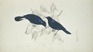 Chats And Flycatchers Gallery: 