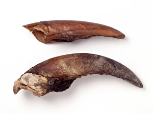 Mylodon darwinii, ground sloth toenails Mylodon darwinii, ground sloth toenails