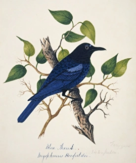 Myophonus horsfieldii, Malabar whistling thrush Myophonus horsfieldii, Malabar whistling thrush