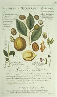Dicot Collection: Myristica sp. nutmeg