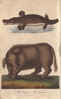Mythical sukotyro and duck-billed platypus Mythical sukotyro and duck-billed platypus