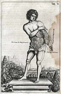 Naked male on a plinth with cross section of stomach Naked male on a plinth with cross section of stomach