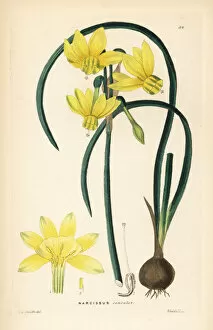Narcissus cernuus daffodil