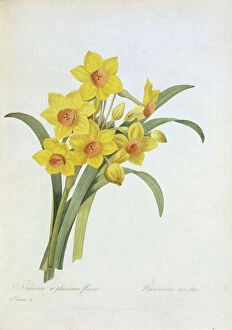 Yellow Gallery: Narcissus tazetta, tazetta daffodil