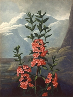 <b class=qtipBold><figcaption>The Narrow-leaved Kalmia</figcaption></b><br>The Narrow-leaved Kalmia, engraved by Caldwall after Philip Reinagle, in a book entitled The Temple of Flora by Dr Robert John Thornton (1768-1837). The book was published between 1799 and 1807. Date: 1804<br><em>© Mary Evans Picture Library</em> The Narrow-leaved Kalmia
