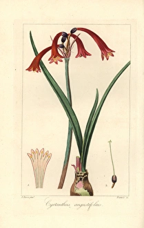 Narrowleaved cyrtanthus, Cyrtanthus angustifolius Narrowleaved cyrtanthus, Cyrtanthus angustifolius