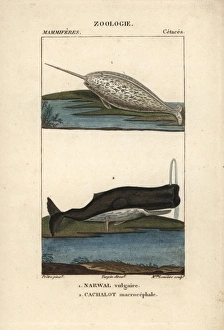 Narwhal or narwhale, Monodon monoceros Narwhal or narwhale, Monodon monoceros