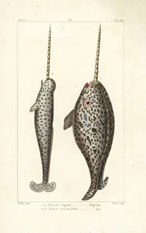 Narwhal or sea canary, Monodon monoceros Narwhal or sea canary, Monodon monoceros