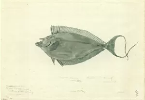 Actinopterygii Gallery: Naso lituratus, orangespine unicornfish