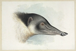 Nasua nasua coati, South American coati Nasua nasua coati, South American coati