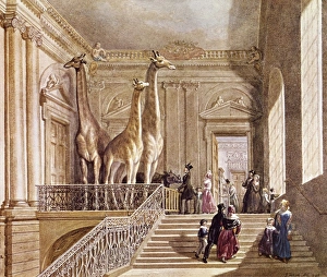 Natural History display at Montagu House Natural History display at Montagu House