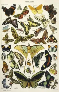 Larousse Prints: Decorative Butterflies Print, 1913