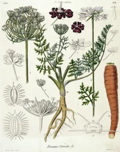 Prints of Illustration from the Botany Library Plate Collection held at the Natural History Museum, London Botanical Prints: Carrot Print from the Botany Library Collection