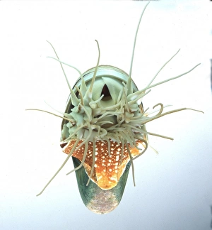 <b class=qtipBold><figcaption>Nautilus pompilius, nautilus</figcaption></b><br><br><em>© Mary Evans / Natural History Museum</em> Nautilus pompilius, nautilus