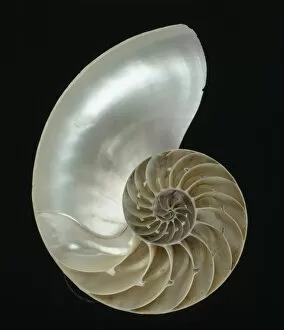 Nautilidae Gallery: Nautilus pompilius, nautilus