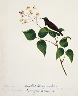 Nectarinia minima, crimson-backed sunbird Nectarinia minima, crimson-backed sunbird