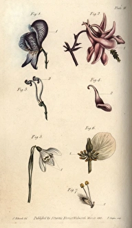 Nectarium of the aconite 1, 3, columbine 2 Nectarium of the aconite 1, 3, columbine 2