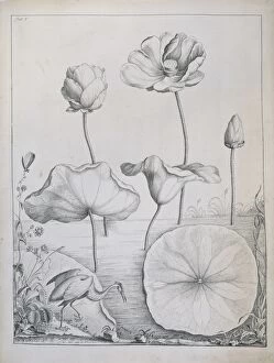 Eudicotinae Gallery: Nelumbo lutea, American lotus & Dionaea muscipula, venus fly