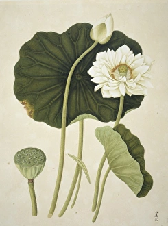 <b class=qtipBold><figcaption>Nelumbo nucifera, sacred lotus</figcaption></b><br>Plate 45 from the John Reeves Collection of Botanical Drawings from Canton, China. Held in the Botany Library at the Natural History Museum, London. Date:<br><em>© Mary Evans / Natural History Museum</em> Nelumbo nucifera, sacred lotus