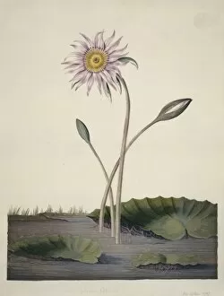 Eudicotinae Gallery: Nelumbo sp. lotus