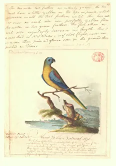 Neophema pulchella, turquoise parrot Neophema pulchella, turquoise parrot