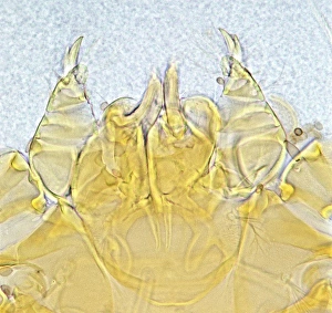 Neotrombicula autumnalis, harvest mite Neotrombicula autumnalis, harvest mite