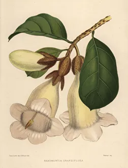 Nepal trumpet flower, Beaumontia grandiflora Nepal trumpet flower, Beaumontia grandiflora