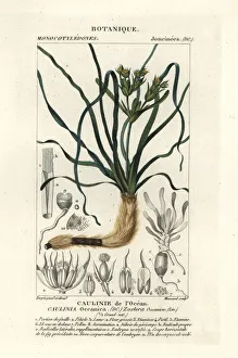 Neptune grass, Posidonia oceanica Neptune grass, Posidonia oceanica