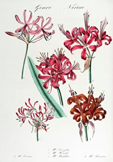 <b class=qtipBold><figcaption>Nerine: six varieties</figcaption></b><br>Nerine: six varieties. Hand-coloured lithograph by G. Severeyns, from Encyclographie du regne vegetal: sertum botanicum: collection de plantes par une societe de botanistes. Volume 7 Date: 1823-37<br><em>© The John Innes Centre/The John Innes Foundation/Mary Evans</em> Nerine: six varieties
