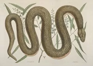 Catesby Gallery: Nerodia erythrogaster, copperbelly snake