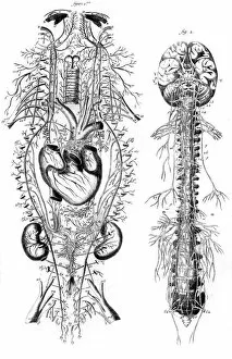 Spinal Gallery: Nervous System 18th C