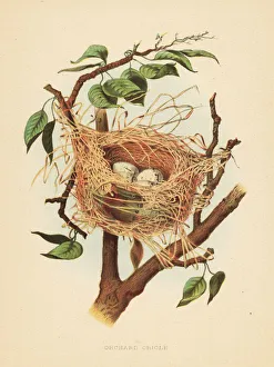 Nest and eggs of the orchard oriole, Icterus spurius Nest and eggs of the orchard oriole, Icterus spurius