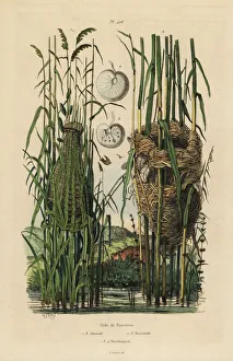 Fries Gallery: Nests of the streaked fantail warbler and reed warbler