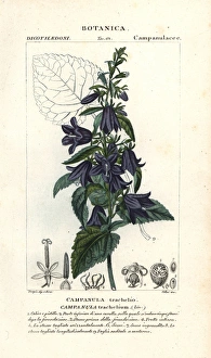 Nettle-leaved bellflower, Campanula trachelium Nettle-leaved bellflower, Campanula trachelium